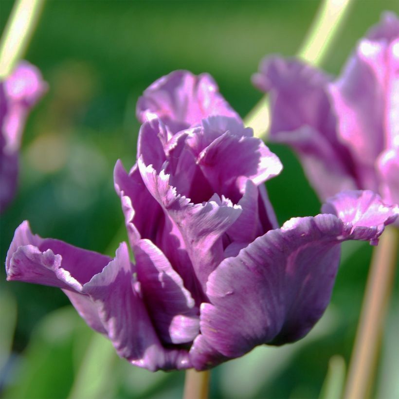 Papageien-Tulpe Mix (Flowering)