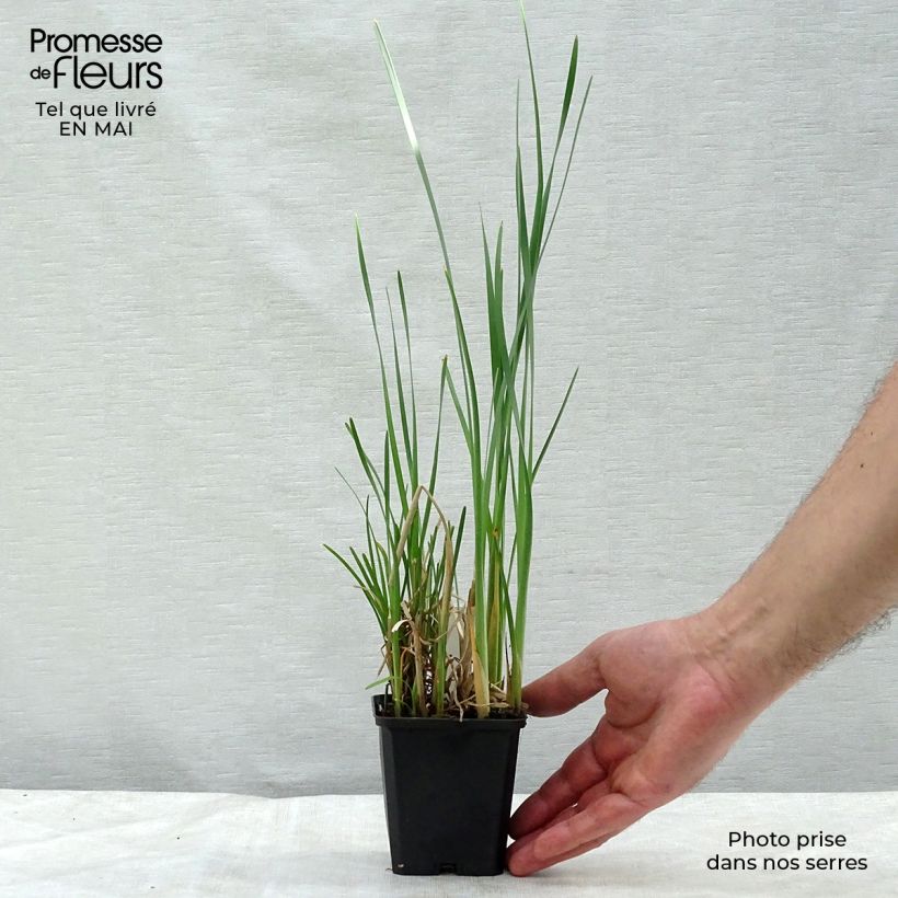 Exemplar von Typha latifolia - Breitblättriger Rohrkolben Kleine Töpfe von 8/9 cm wie im Frühjahr geliefert