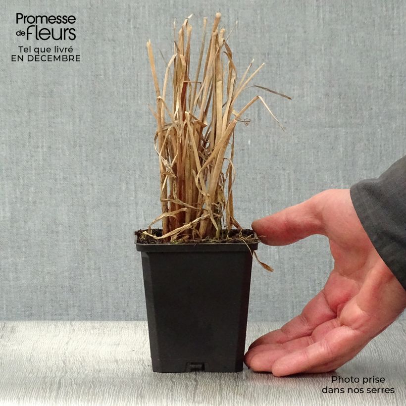 Exemplar von Typha latifolia - Breitblättriger Rohrkolben Kleine Töpfe von 8/9 cm wie im Winter geliefert