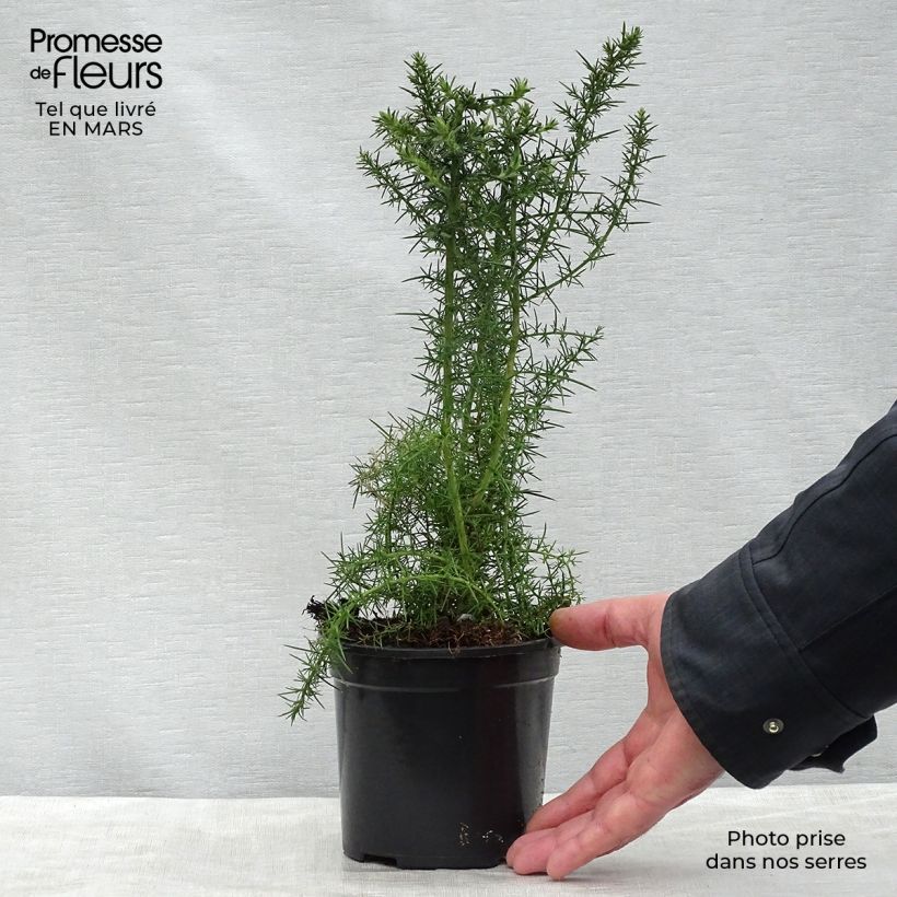 Exemplar von Ulex europaeus - Europäischer Stechginster Topf mit 1L/1,5L wie im Frühjahr geliefert