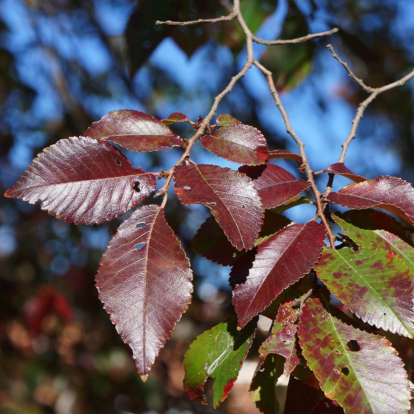 Ulme Frontier - Ulmus (Foliage)