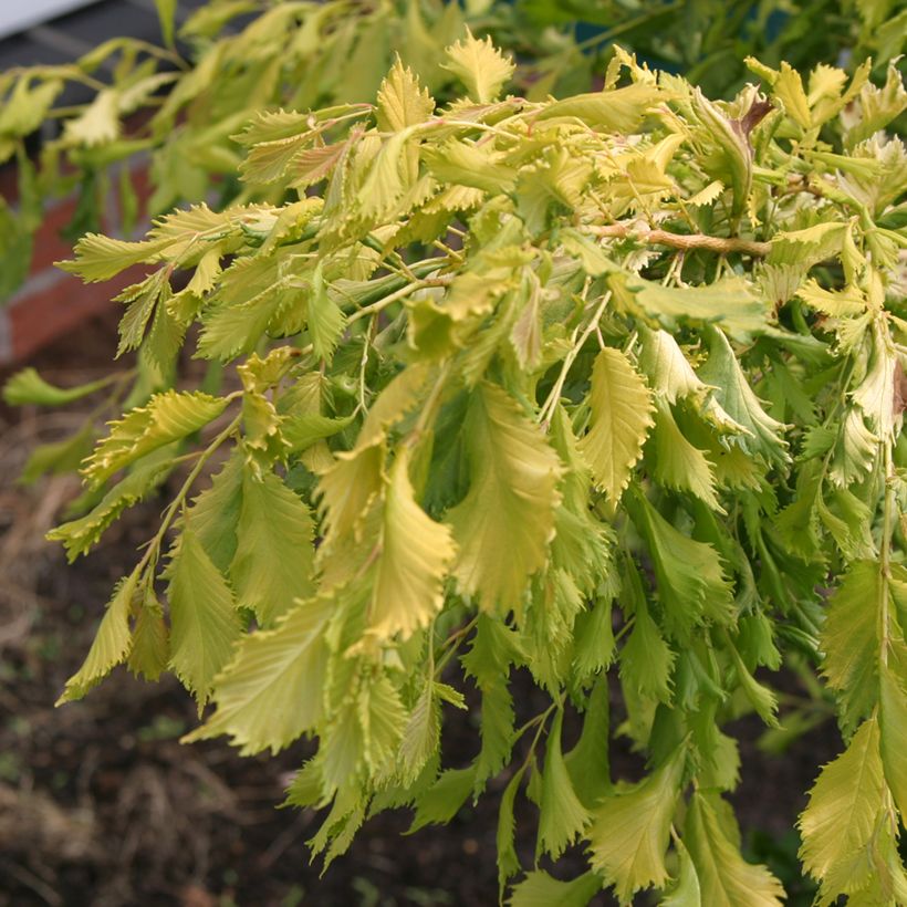 Feld-Ulme Viminalis Aurea - Ulmus minor (Foliage)