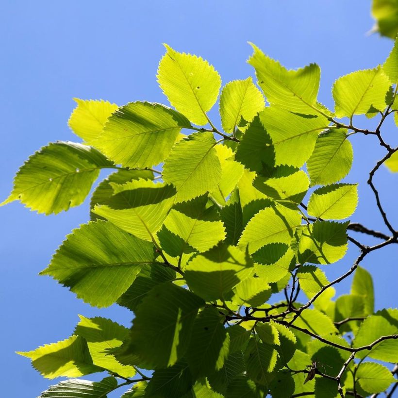 Feldulme Pendula - Ulmus carpinifolia (Foliage)