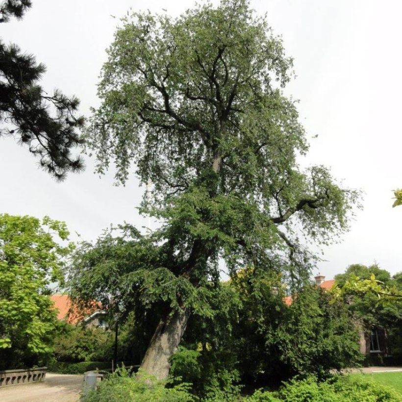 Feldulme Pendula - Ulmus carpinifolia (Plant habit)