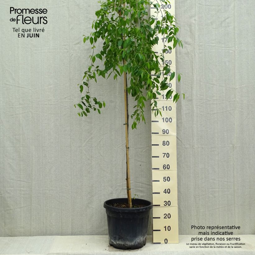 Example of Feldulme Pendula - Ulmus carpinifolia Topf mit 30L/35L as you get in ete