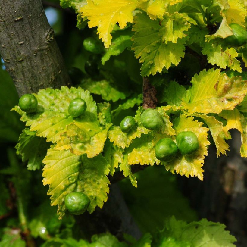 Holländische Ulme Wredei - Ulmus hollandica (Foliage)