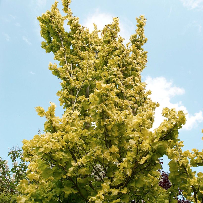 Holländische Ulme Wredei - Ulmus hollandica (Plant habit)