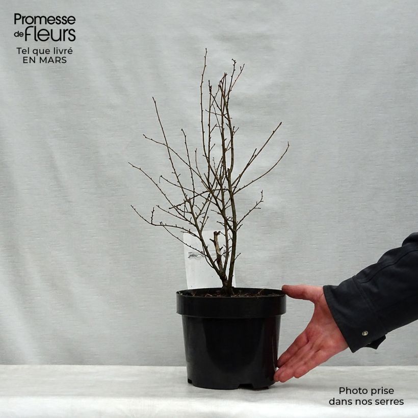 Exemplar von Holländische Ulme Wredei - Ulmus hollandica Topf mit 3L/4L, Halbstamm wie im Frühjahr geliefert