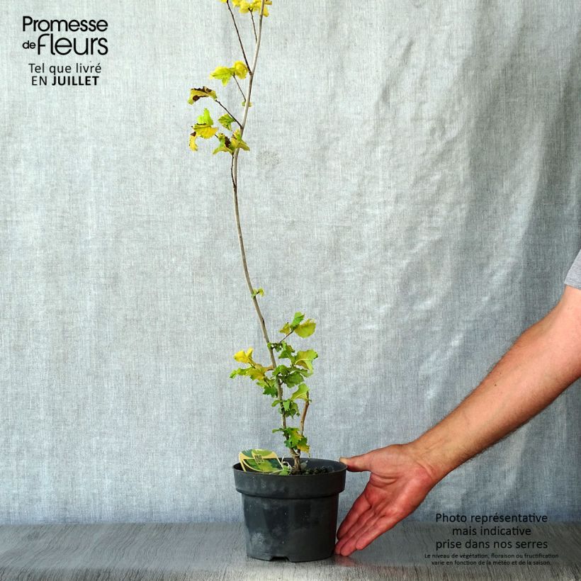 Example of Holländische Ulme Wredei - Ulmus hollandica Topf mit 3L/4L as you get in ete