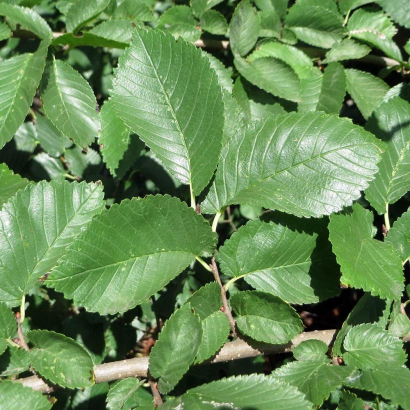 Feld-Ulme - Ulmus minor (Foliage)