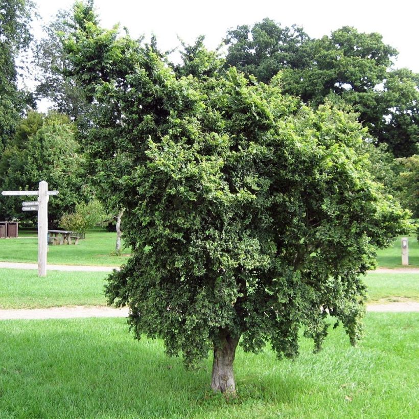 Feld-Ulme - Ulmus minor (Plant habit)