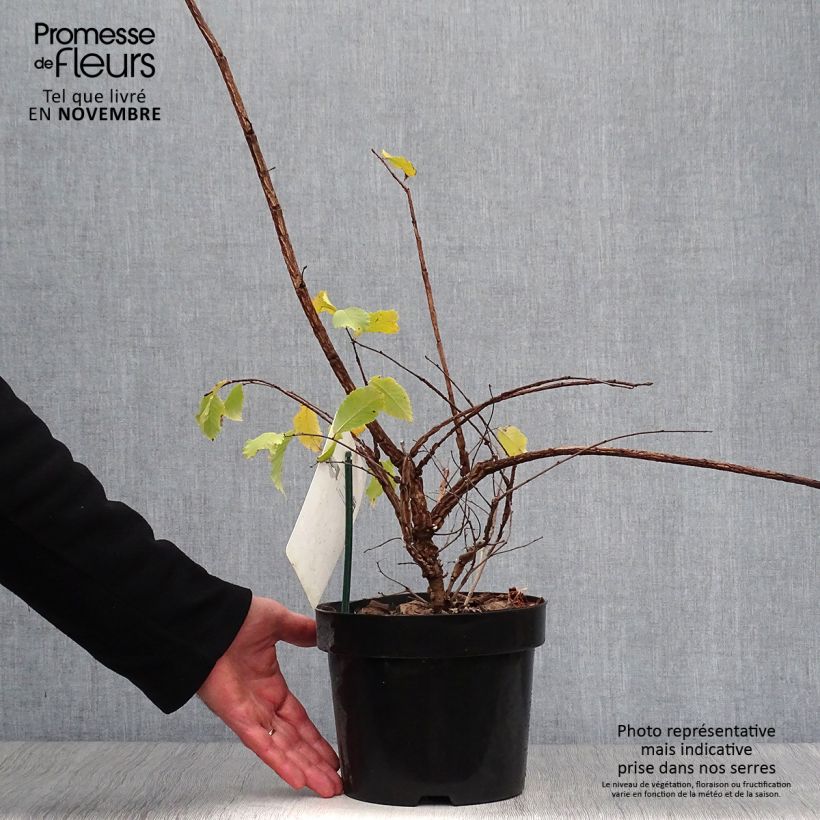 Example of Kork-Ulme - Ulmus minor suberosa Topf mit 3L/4L as you get in automne