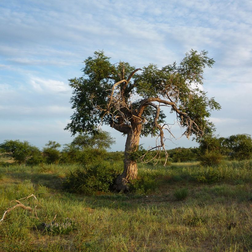 Zwerg-Ulme - Ulmus pumila (Plant habit)