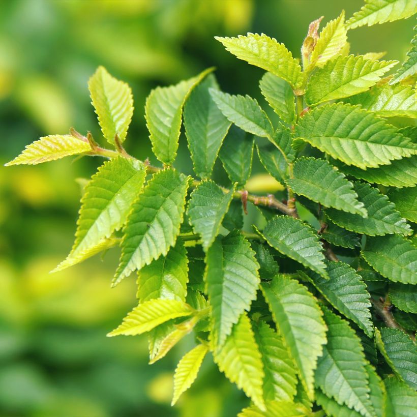 Zwerg-Ulme - Ulmus pumila (Foliage)