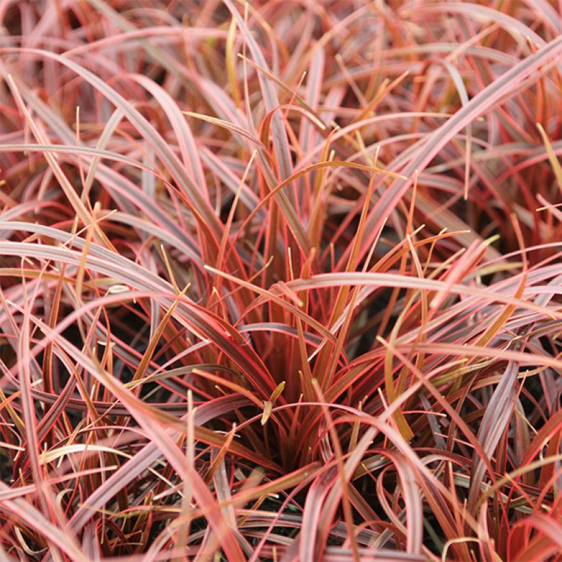 Uncinia rubra Belinda's Find - Mahagonigras (Foliage)