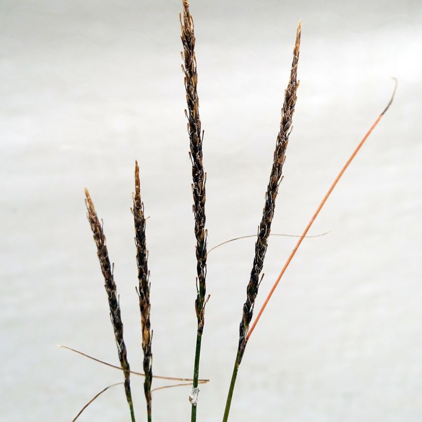 Uncinia rubra Belinda's Find - Mahagonigras (Flowering)