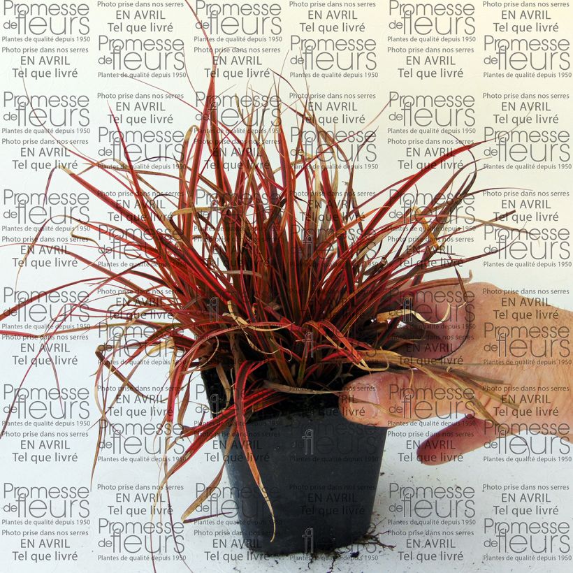 Example of Uncinia rubra Belinda's Find - Mahagonigras Kleine Töpfe von 8/9 cm as you get