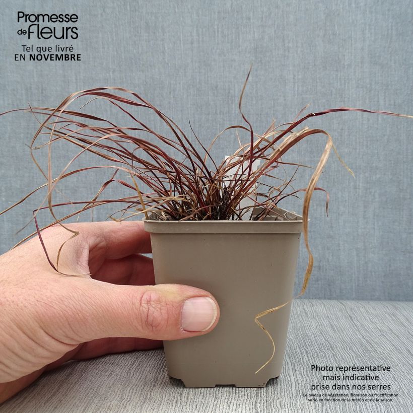Exemplar von Uncinia rubra Everflame - Mahagonigras Kleine Töpfe von 8/9 cm wie im Herbst geliefert
