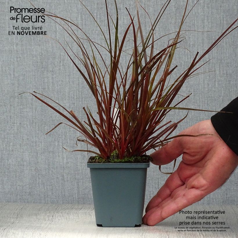 Example of Uncinia rubra - Mahagonigras Kleine Töpfe von 8/9 cm as you get in automne