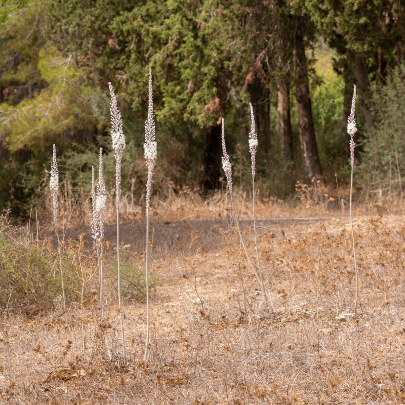 Urginea maritima - Scille de mer (Wuchs)
