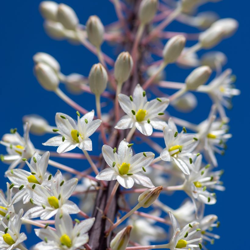 Urginea maritima - Scille de mer (Blüte)