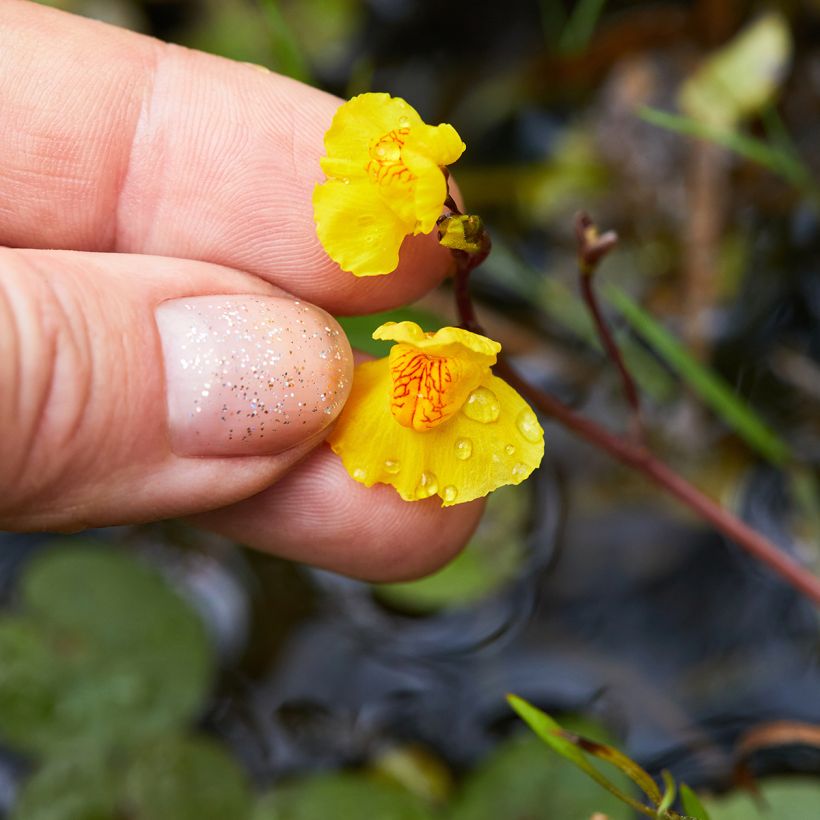 Utricularia vulgaris - Gemeiner Wasserschlauch (Blüte)