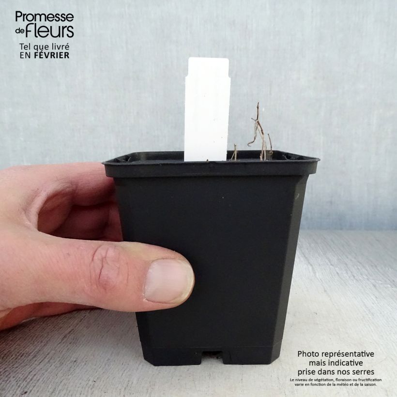 Exemplar von Uvularia grandiflora - Goldsiegel Kleine Töpfe von 8/9 cm wie im Winter geliefert