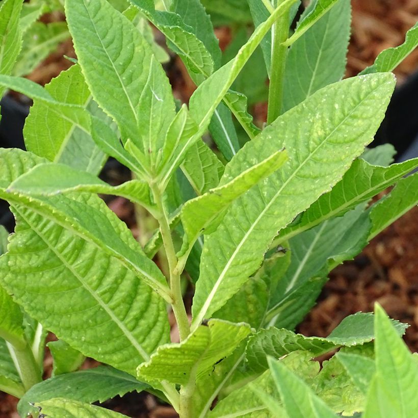Vernonia noveboracensis White Lightning - Scheinaster (Foliage)