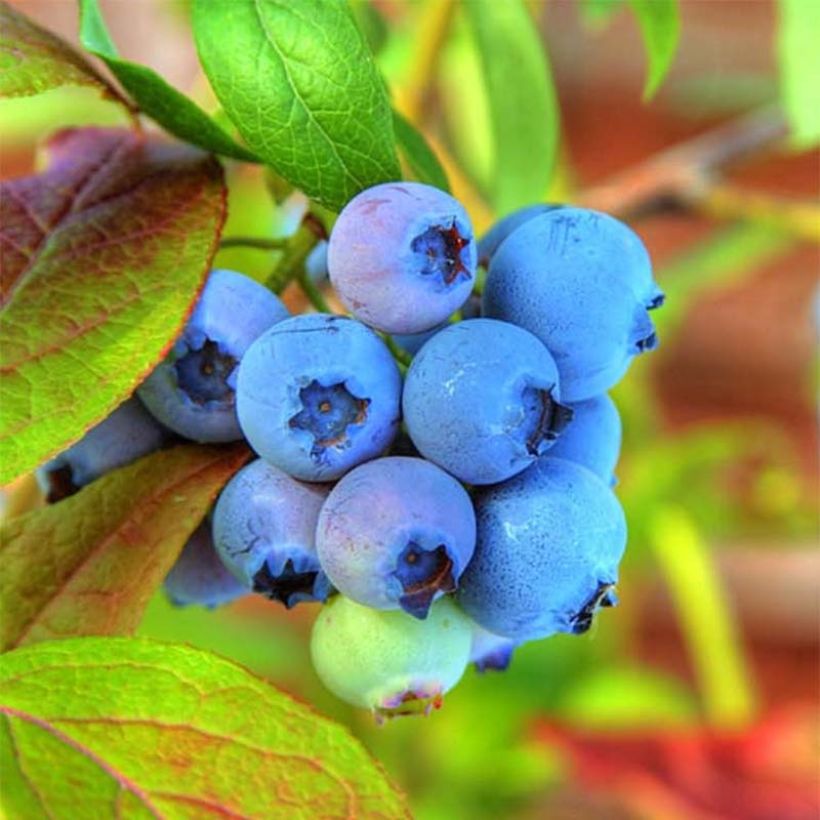 Amerikanische Blaubeere Tophat - Vaccinium (Harvest)