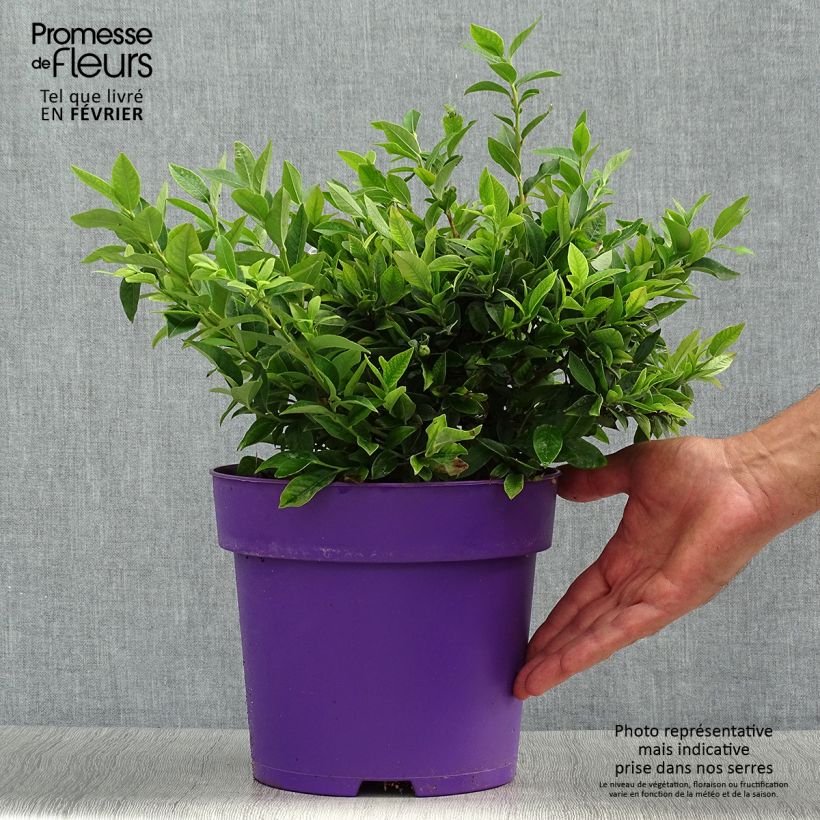 Example of Amerikanische Blaubeere Tophat - Vaccinium Topf mit 4L/5L, Strauch as you get in automne