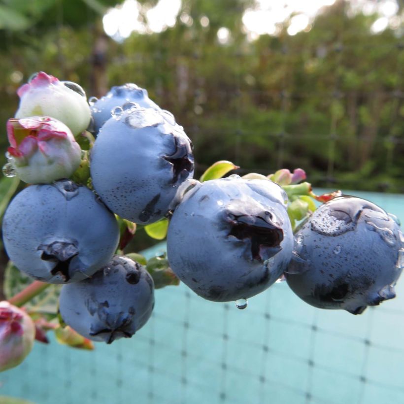 Amerikanische Blaubeere Hortblue Petite - Vaccinium corymbosum (Harvest)