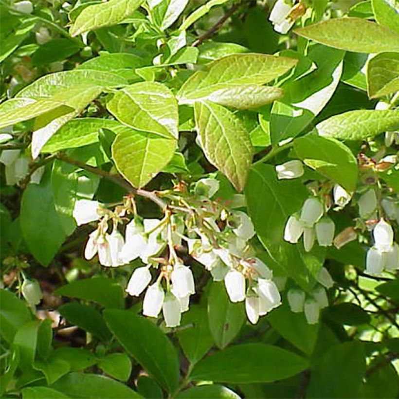 Amerikanische Blaubeere Chandler - Vaccinium corymbosum (Foliage)