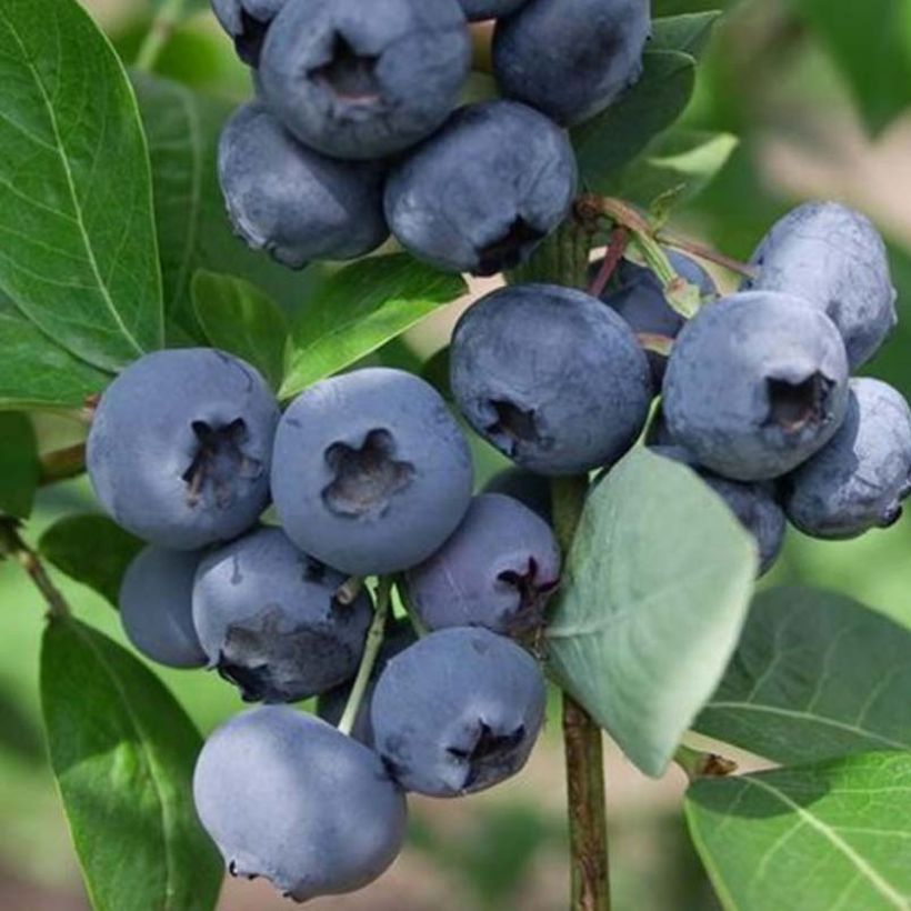 Amerikanische Blaubeere Chandler - Vaccinium corymbosum (Harvest)