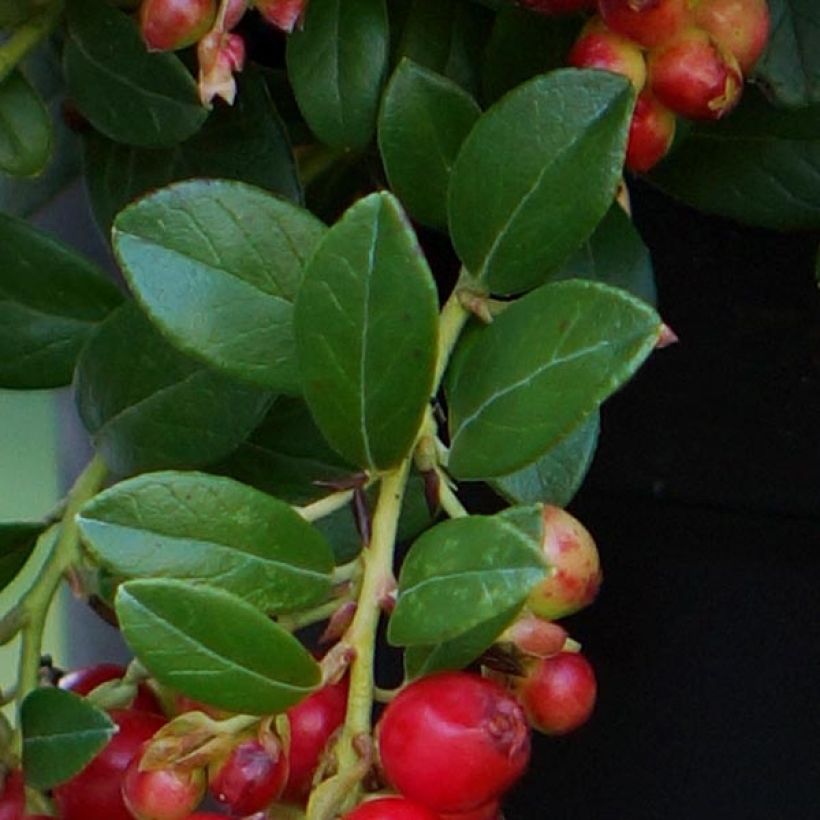 Preiselbeere FIREBALLS 'Lirome' - Vaccinium vitis-idaea (Foliage)