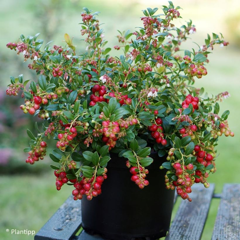 Preiselbeere FIREBALLS 'Lirome' - Vaccinium vitis-idaea (Plant habit)