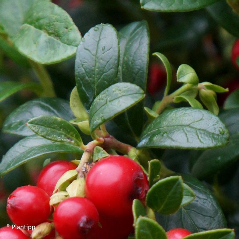 Preiselbeere Miss Cherry 'Meliro' - Vaccinium vitis-idaea (Foliage)