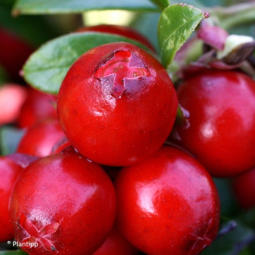 Preiselbeere Miss Cherry 'Meliro' - Vaccinium vitis-idaea (Harvest)