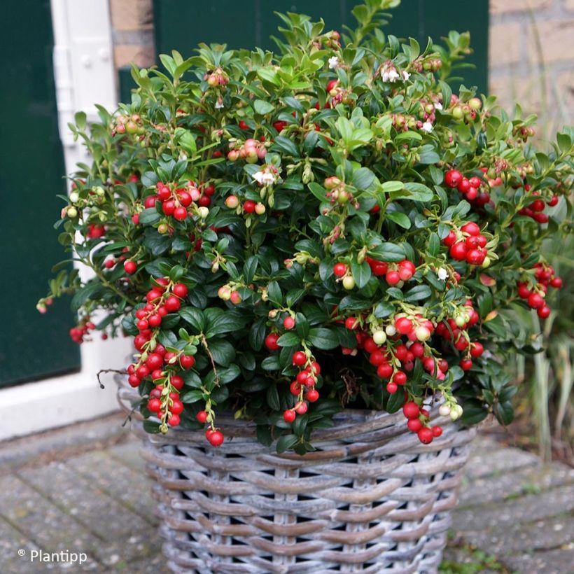 Preiselbeere Miss Cherry 'Meliro' - Vaccinium vitis-idaea (Plant habit)