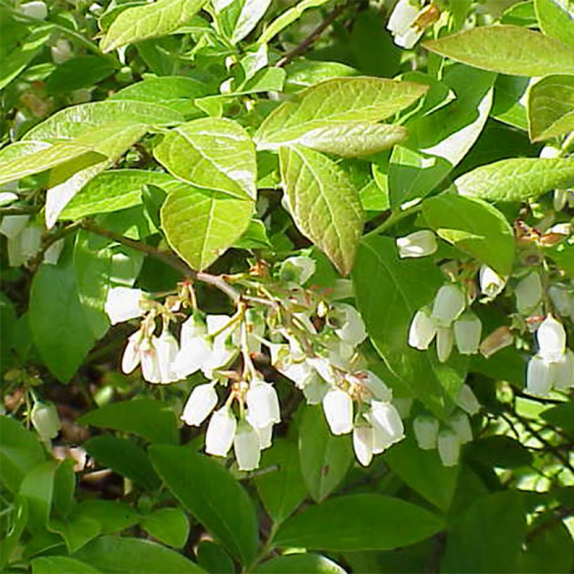 Amerikanische Blaubeere Patriot - Vaccinium corymbosum x myrtillus (Flowering)