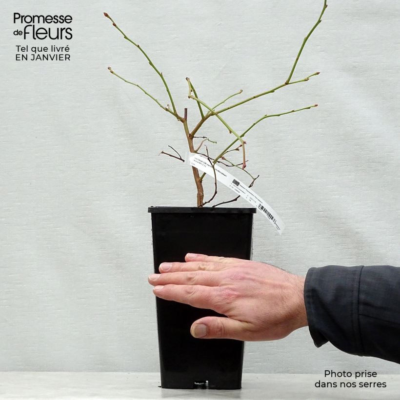 Exemplar von Amerikanische Blaubeere Yello!Berryblue 'Andval1601' - Vaccinium corymbosum Topf mit 2L/3L wie im Winter geliefert