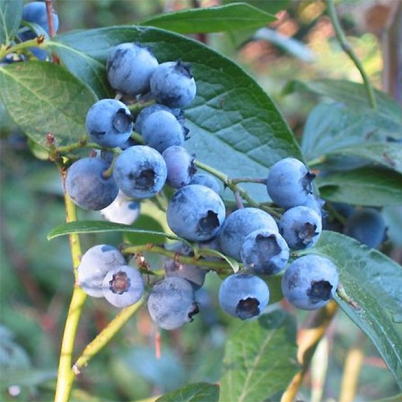 Amerikanische Blaubeere Blue Crop - Vaccinium corymbosum x myrtillus (Harvest)