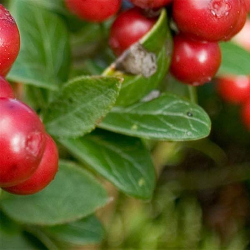 Preiselbeere Red Candy - Vaccinium vitis-idaea (Foliage)