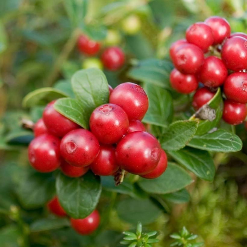 Preiselbeere Red Candy - Vaccinium vitis-idaea (Harvest)