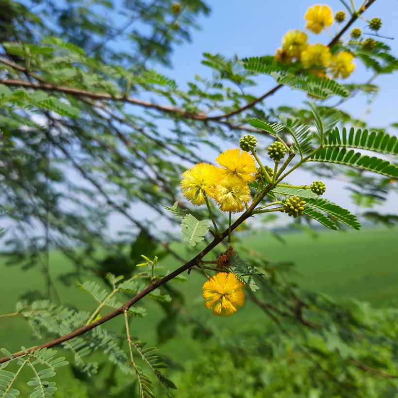 Süße Akazie - Vachellia farnesiana (Flowering)