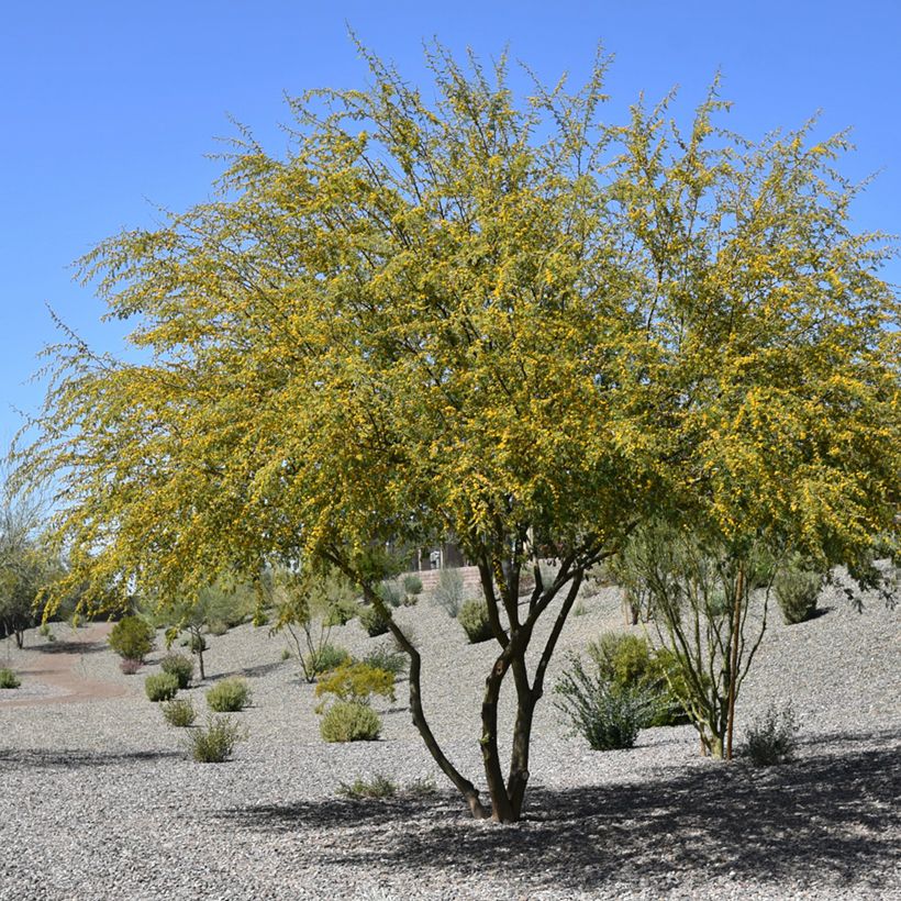 Süße Akazie - Vachellia farnesiana (Plant habit)