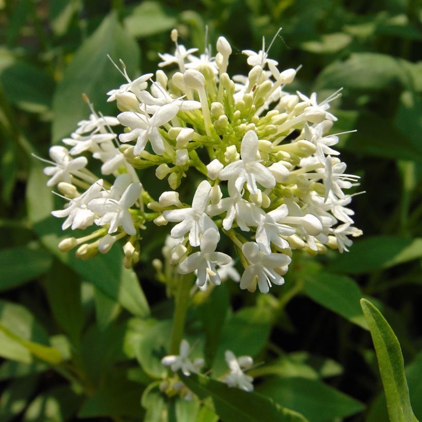 Weißblühende Spornblume Albus - Centranthus ruber (Flowering)