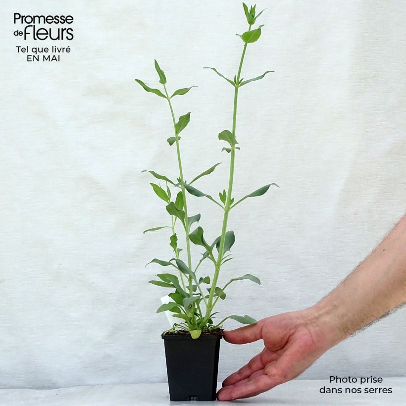 Exemplar von Weißblühende Spornblume Albus - Centranthus ruber Kleine Töpfe von 8/9 cm wie im Frühjahr geliefert