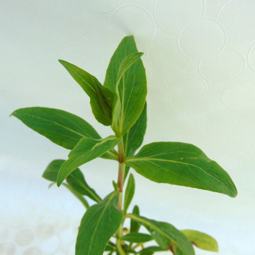 Rote Spornblume - Centranthus ruber (Foliage)