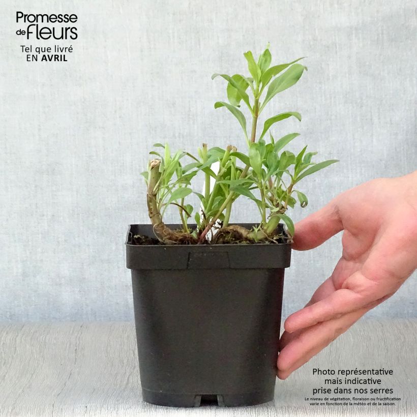 Exemplar von Rote Spornblume - Centranthus ruber Topf mit 2L/3L wie im Frühjahr geliefert