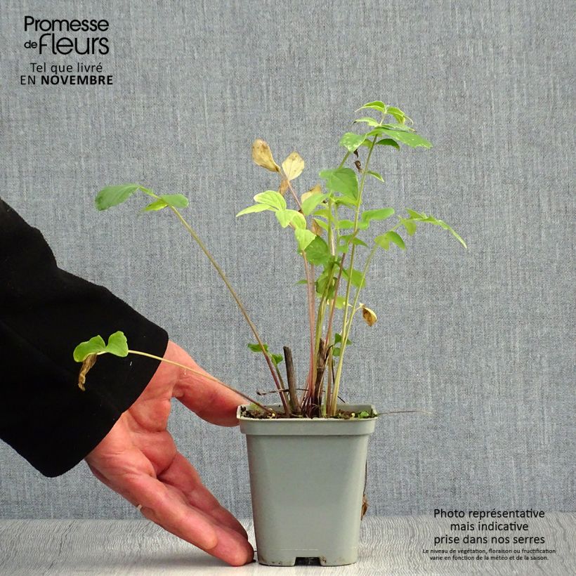 Example of Echter Baldrian - Valeriana officinalis Kleine Töpfe von 8/9 cm as you get in automne